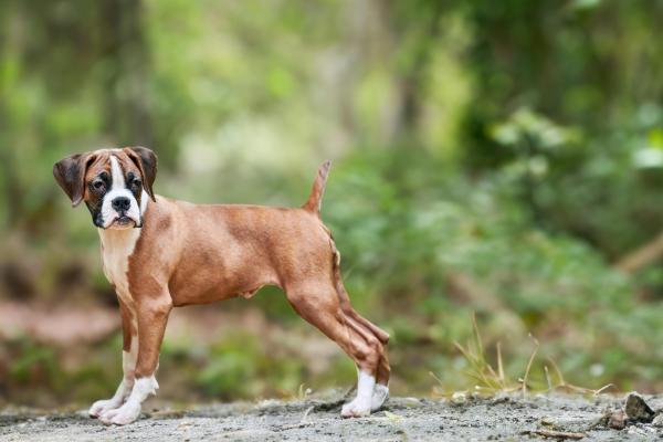 Descubre las mejores razas de perros marrones: guía completa con fotos y características principales - Bóxer
