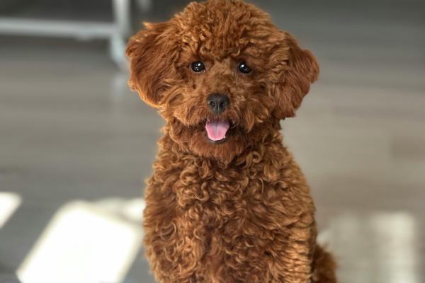 Descubre las mejores razas de perros marrones: guía completa con fotos y características principales - Caniche