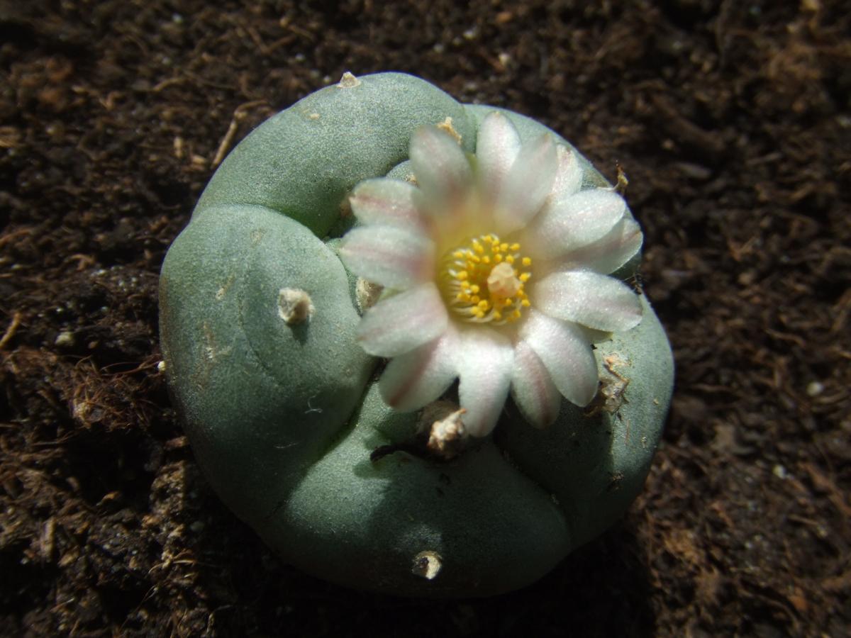 Cómo cuidar un cactus peyote