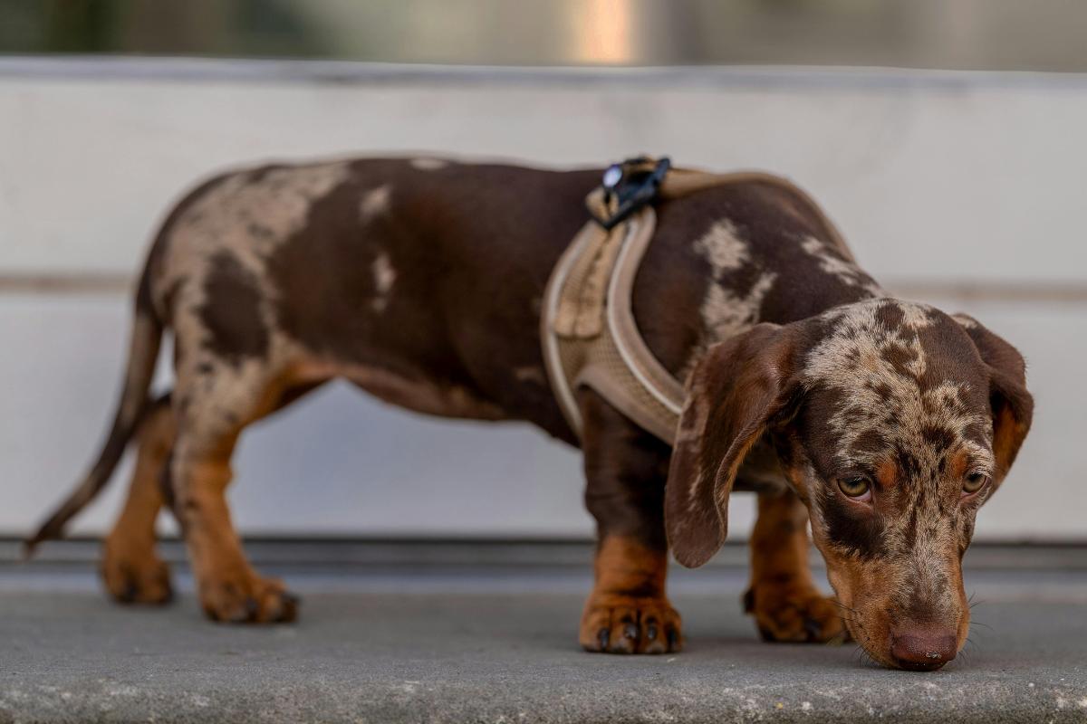 Descubre las mejores razas de perros marrones: guía completa con fotos y características principales