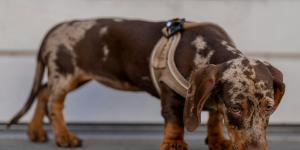 Descubre las mejores razas de perros marrones: guía completa con fotos y características principales