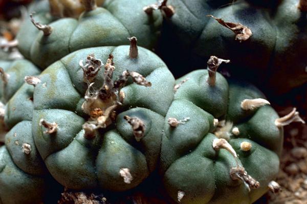 Cómo cuidar un cactus peyote - ¿El cactus peyote tiene que estar al sol o la sombra?