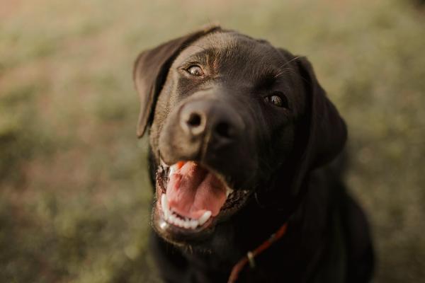 Descubre las mejores razas de perros marrones: guía completa con fotos y características principales - Labrador retriever