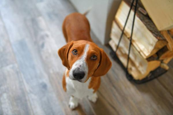 Descubre las mejores razas de perros marrones: guía completa con fotos y características principales - Perro tejonero