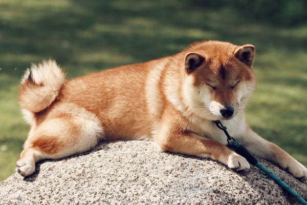 Descubre las mejores razas de perros marrones: guía completa con fotos y características principales - Shiba inu
