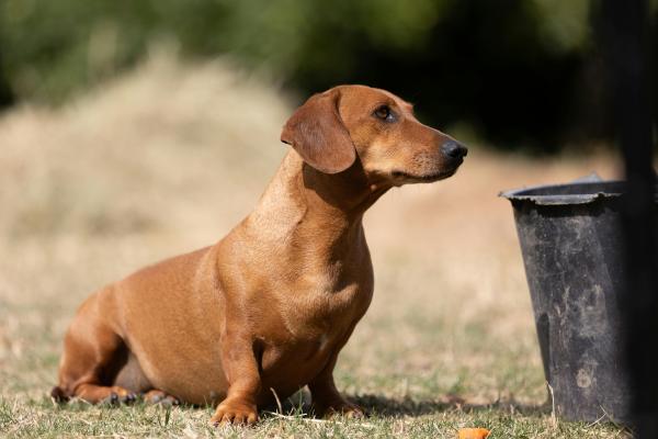 Descubre las mejores razas de perros marrones: guía completa con fotos y características principales - Teckel