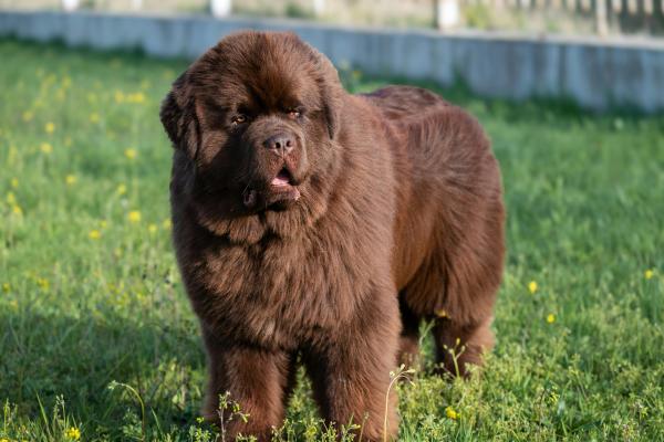 Descubre las mejores razas de perros marrones: guía completa con fotos y características principales - Terranova