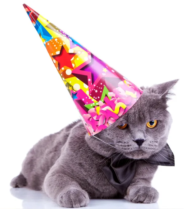 como celebrar el cumpleanos de mi gato 29323 600