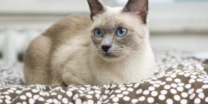 Cómo cuidar a un gato siamés