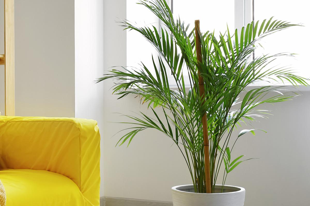 Cómo CUIDAR una PALMERA ARECA - ¡Lo que debes saber!