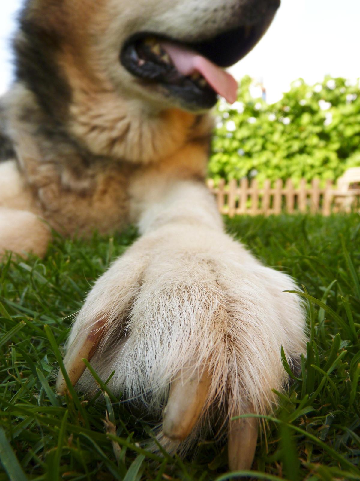 Conseguir un perro con dientes sanos y fuertes