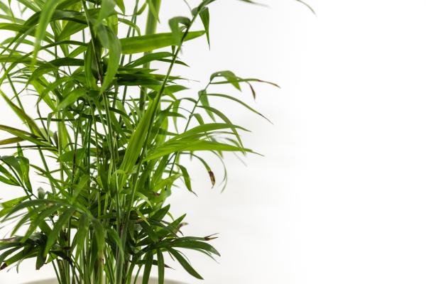 Cómo cuidar una palmera areca - Problemas en las hojas de la palmera areca