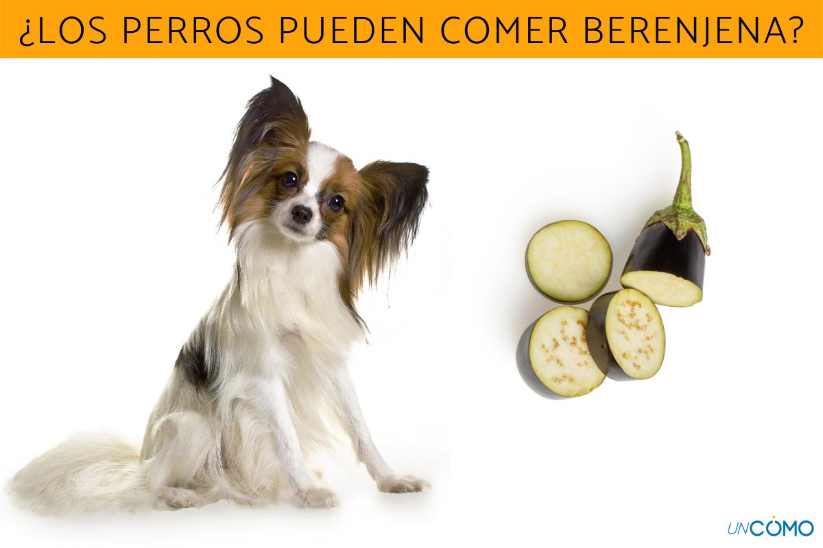 ¿Los perros pueden comer berenjena?