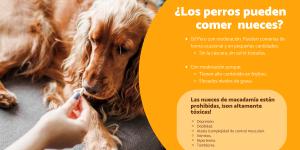 ¿Los perros pueden comer nueces? ¿Son tóxicas o peligrosas?