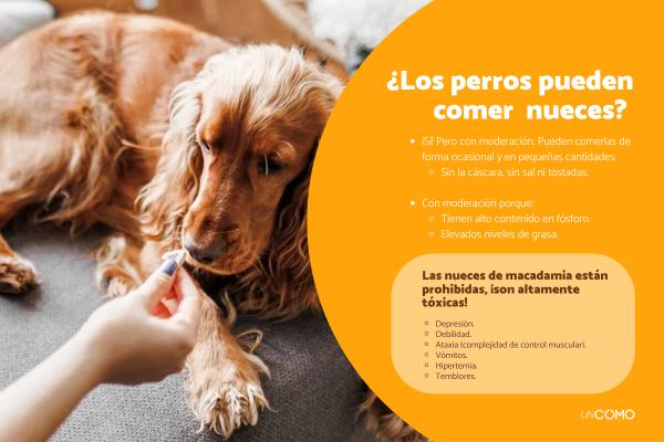 ¿Los perros pueden comer nueces? ¿Son tóxicas o peligrosas?