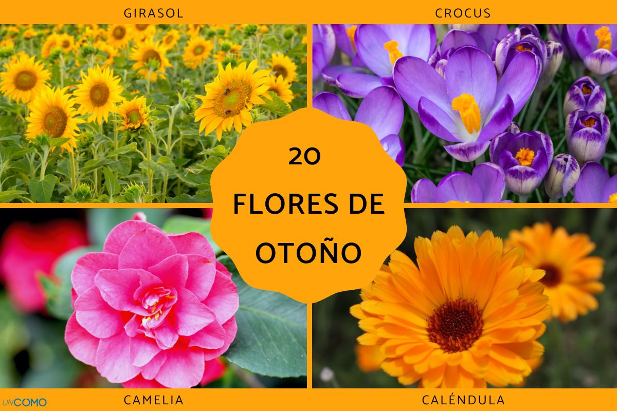 Flores de otoño