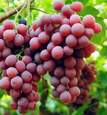 Frutas para bajar el colesterol - Frutas para bajar el colesterol: uvas