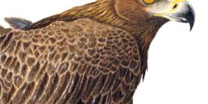 Cuáles son los animales que vuelan más rápido del mundo