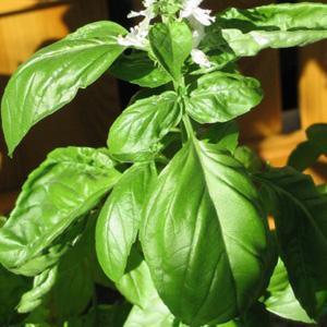 Cómo curar la acidez con albahaca