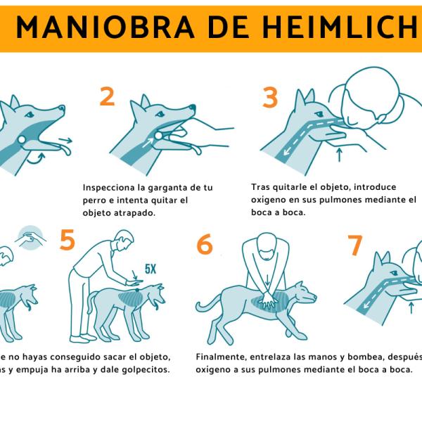 por qué mi perro tose todo el tiempo