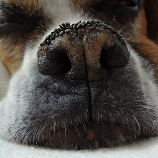 por qué la nariz de un perro cambia de color