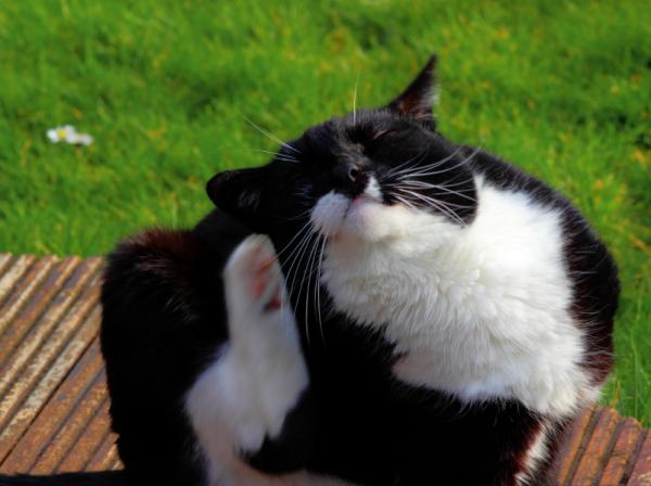 Cómo quitar una garrapata a un gato