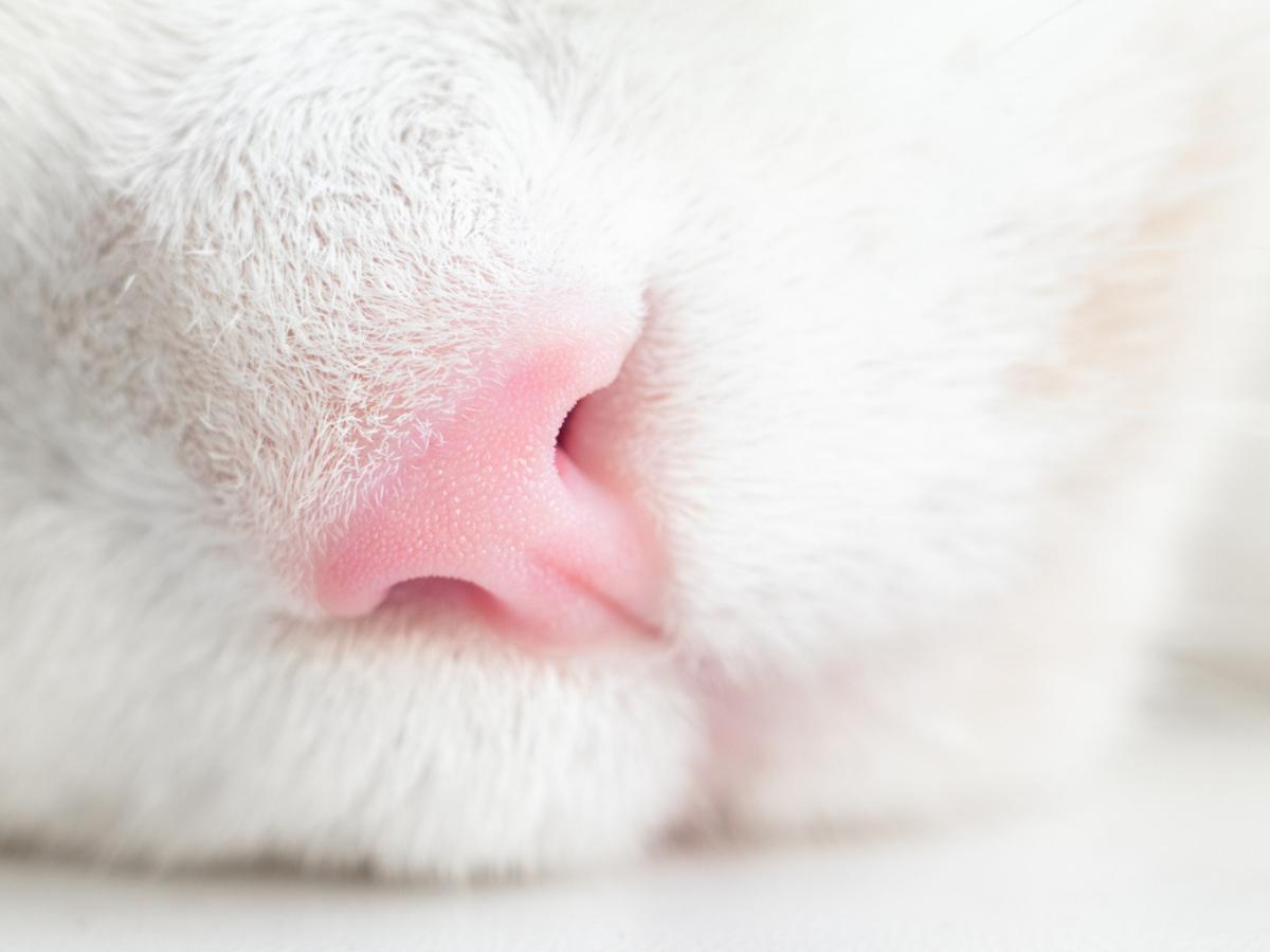 Por qué mi gato hace ruido al respirar