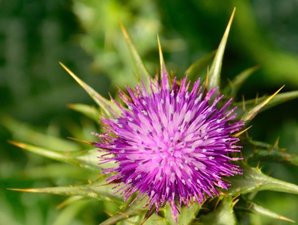 Beneficios del cardo mariano para adelgazar