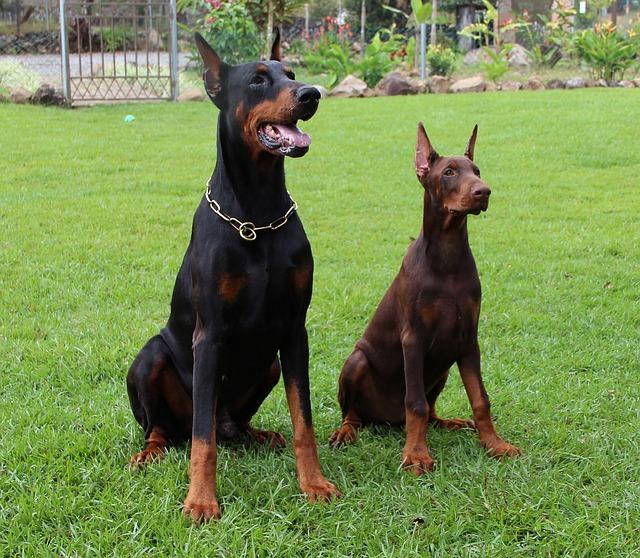 con qué frecuencia se debe bañar a un doberman