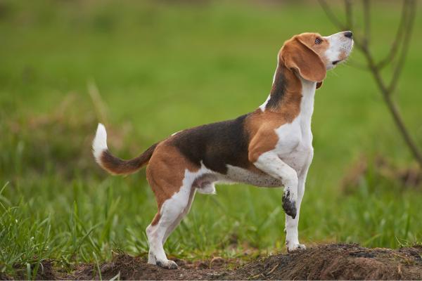 Razas de perros con manchas marrones, negras y blancas - Beagle