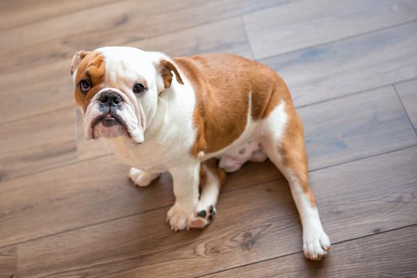Razas de perros con manchas marrones, negras y blancas - Bulldog inglés