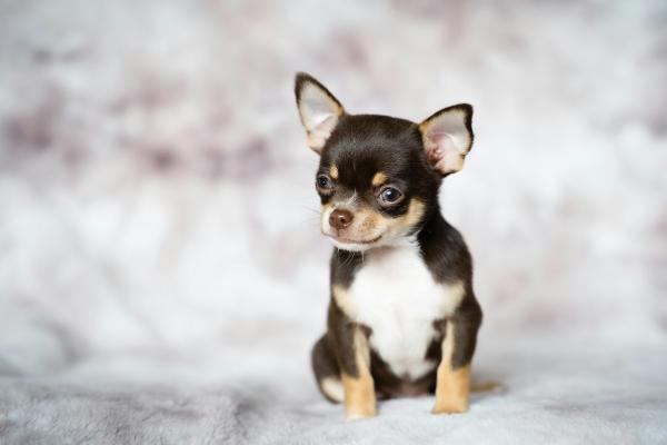 Razas de perros con manchas marrones, negras y blancas - Chihuahua