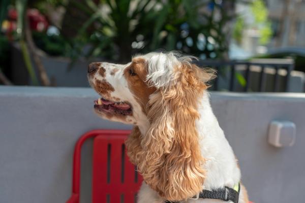 Razas de perros con manchas marrones, negras y blancas - Cocker spaniel