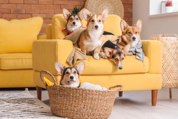 Razas de perros con manchas marrones, negras y blancas - Corgi