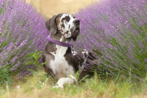 Razas de perros con manchas marrones, negras y blancas - Gran danés