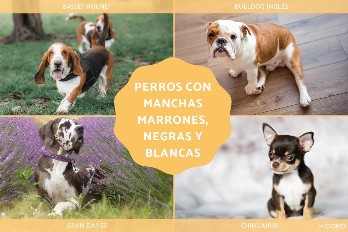 Razas de perros con manchas marrones, negras y blancas