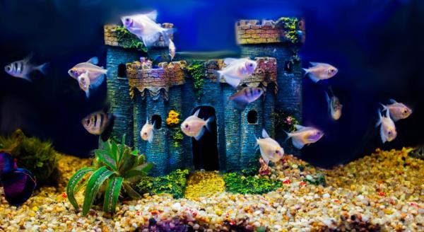 Por qué se mueren los peces de mi acuario - El agua inadecuada 