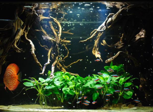 Por qué se mueren los peces de mi acuario - Peces enfermos 