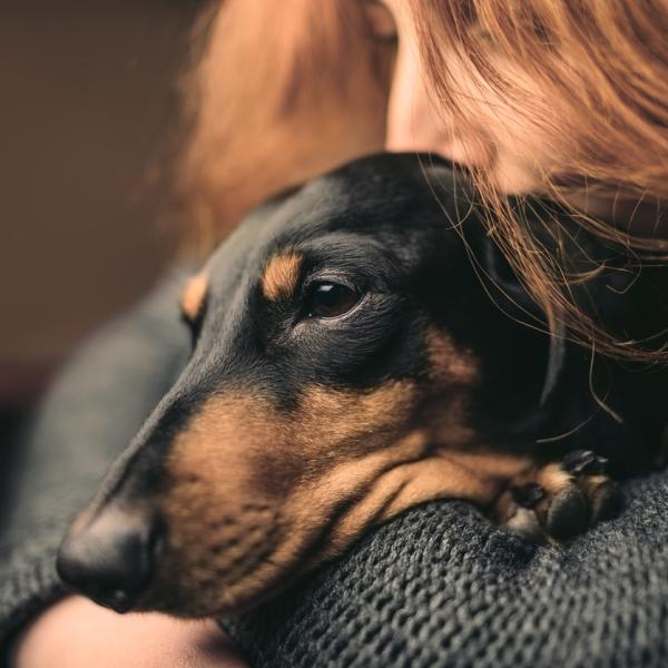 puede un apartamento obligarte a deshacerte de tu perro
