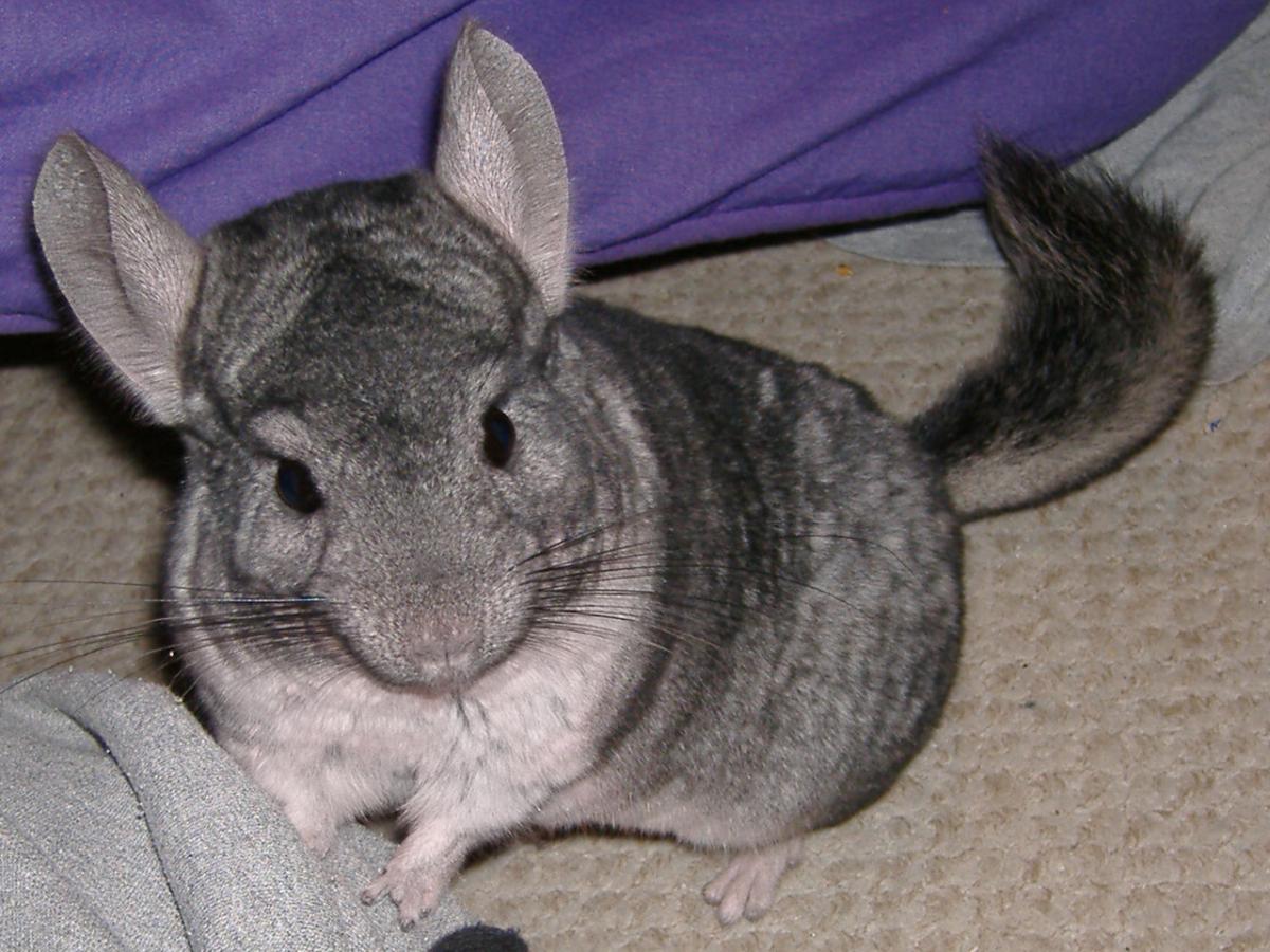 Cómo cuidar a una chinchilla