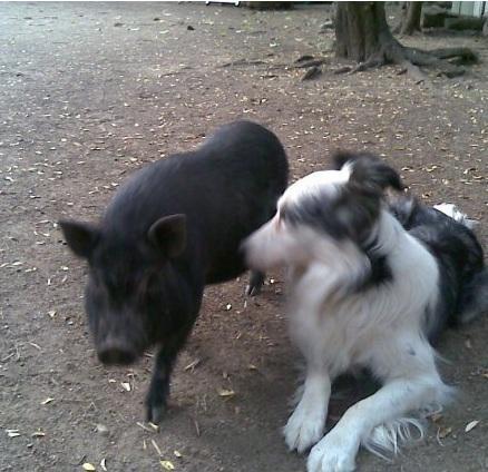 Cómo educar un cerdo vietnamita