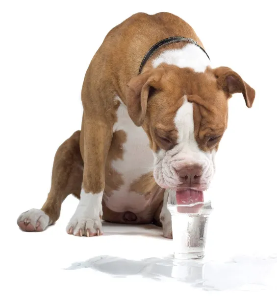 cómo tratar las plaquetas bajas en perros