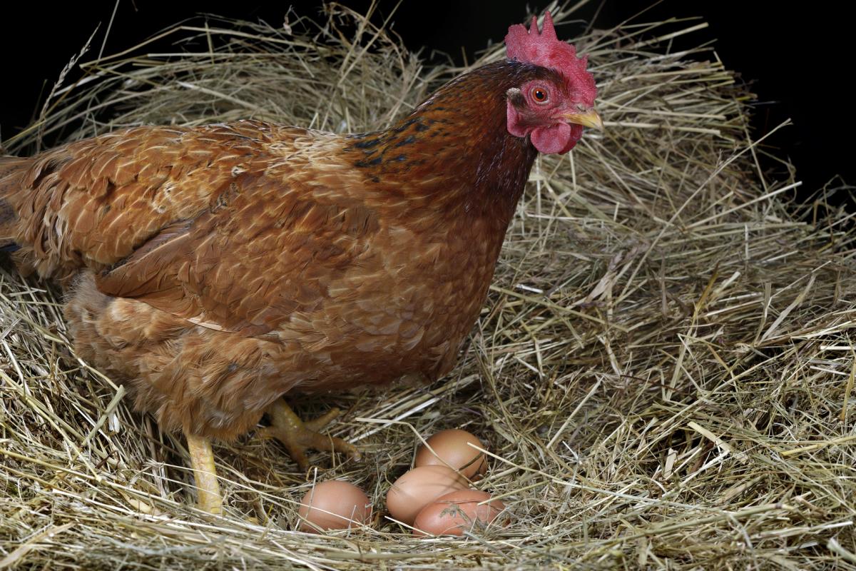 Cuántos huevos pone una gallina