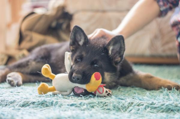 Cuándo dejan de morder los cachorros - Cómo hacer que tu perro deje de morder