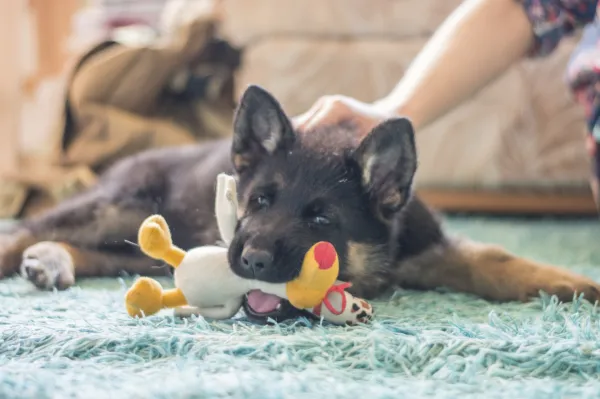 los perros dejan de morder