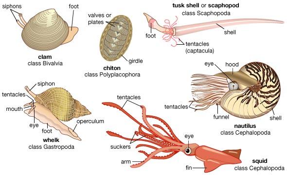 Cómo son los animales invertebrados - Paso 3