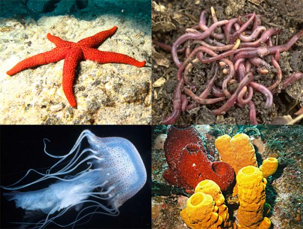 Cómo son los animales invertebrados - Paso 4