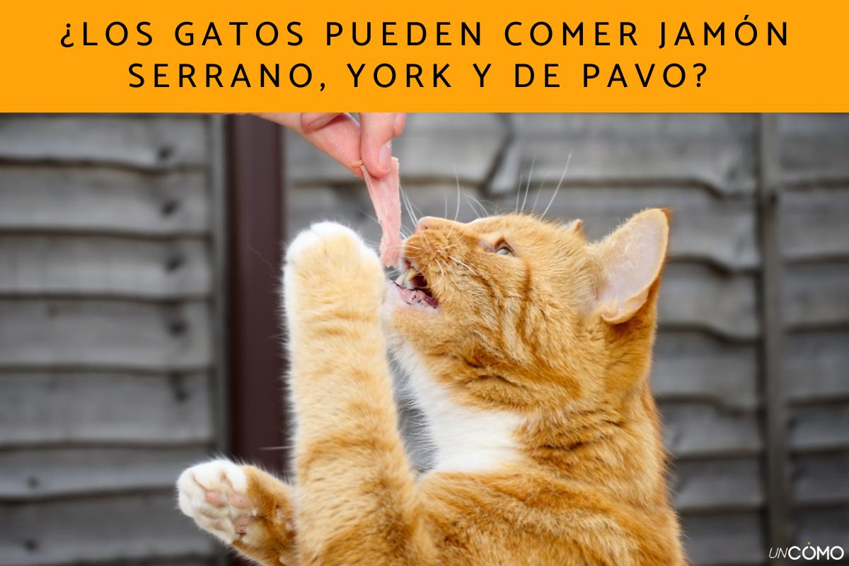 ¿Los gatos pueden comer jamón serrano, York y de pavo? Conoce qué puedes darles