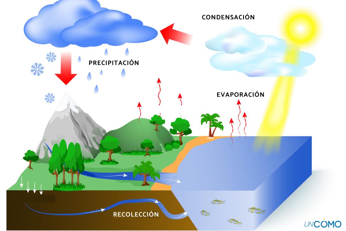 diagrama del ciclo del agua de recolección
