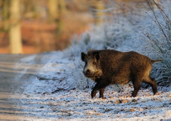 Qué hacer si atropello a un jabalí